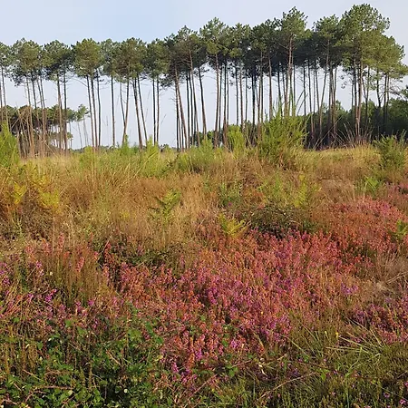 Des Landes 3*